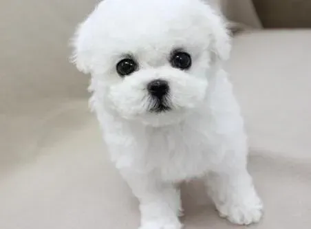 比熊犬|训练比熊犬学会握手的最简单方法