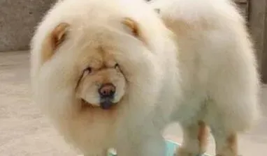 松狮犬|松狮犬抽搐口吐泡沫后肢瘫痪应该怎么治疗