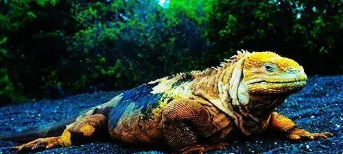 海鬣蜥的天敌 天敌是大量捕食海鬣蜥的鹰 | 海鬣蜥