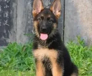 德国牧羊犬|德国牧羊犬吃火腿肠后呕吐白沫不吃饭怎么办