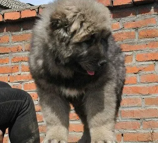 高加索犬|高加索犬出现了发热的情况应该怎么办