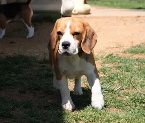 比格犬|如何预防比格犬食物中毒