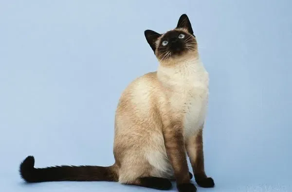 暹罗猫拉稀拉血 暹罗猫拉稀带血是什么原因 | 暹罗猫