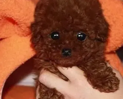 贵宾犬|推荐主人们选择喂养贵宾犬的正确方式