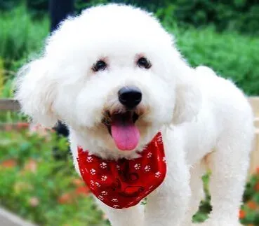训练狗狗定点大小便 成犬最好去外边排便 | 狗狗