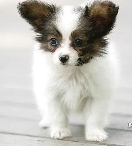 蝴蝶犬|怎样让蝴蝶犬保持安静的迎接客人