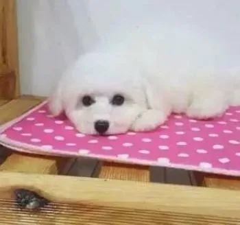 比熊犬|比熊犬在什么情况下不适宜做户外运动