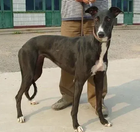 格力犬|格力犬为什么下面流出绿色的液体