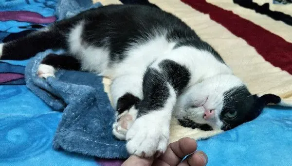 相处将近一年的时间 咪宝靠近家人还玩起击掌 | 猫