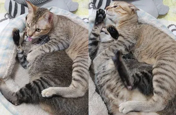以前的三条街的街猫老大 现在被弟弟霸凌热情舔毛 | 