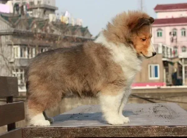 喜乐蒂|喜乐蒂犬的生理系统具备哪些特点