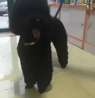 贵宾犬|贵宾犬的牙齿类疾病引发的口臭应该怎样缓解