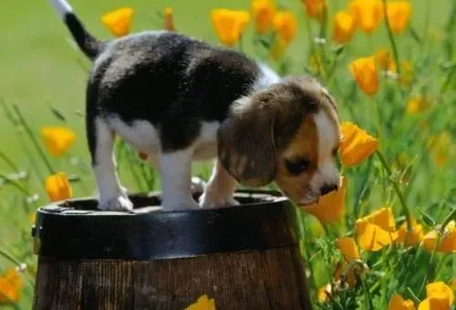 比格犬|我家比格犬晚上吐了好几次是什么问题