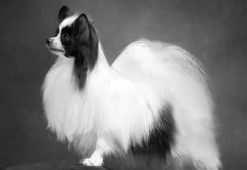 如何训练蝴蝶犬 奖励称赞加惩戒 | 蝴蝶犬