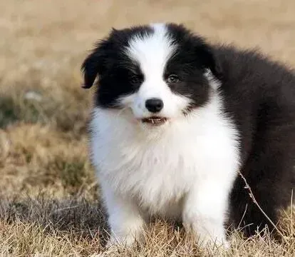 边境牧羊犬|边境牧羊犬腿内出现红点，是什么毛病