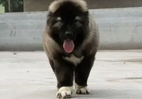 高加索犬|如何让高加索犬远离蛔虫病