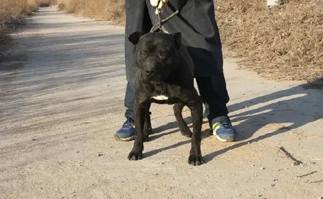 比特犬|比特犬最近流鼻涕，咳嗽是感冒了吗