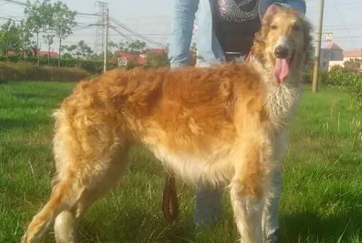 苏俄猎狼犬怎么看纯种 如何判断狗狗是不是纯种 | 苏俄猎狼犬