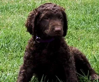 卷毛寻回犬的性格 该犬非常独立和冷静 | 卷毛寻回犬