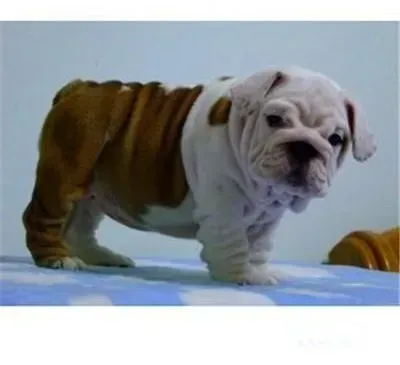 英国斗牛犬|如何对斗牛犬进行最科学的训练