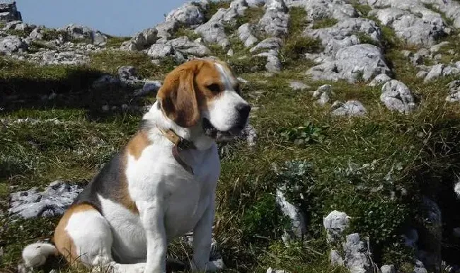比格犬|清理小能手之四个步骤解决比格犬洗澡难的问题