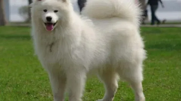 萨摩耶|萨摩耶犬太过活泼开朗 甚至有点人来疯怎么办