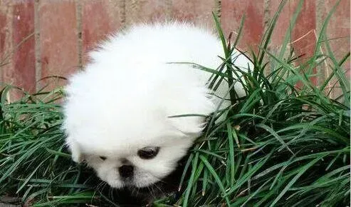 京巴狗|京巴犬拉肚子不太吃饭有方法医治吗