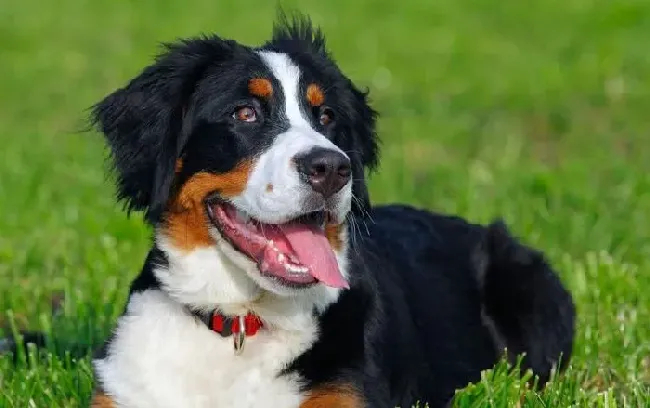 伯恩山犬|小伯恩山犬的吃喝拉撒我们该怎样照顾