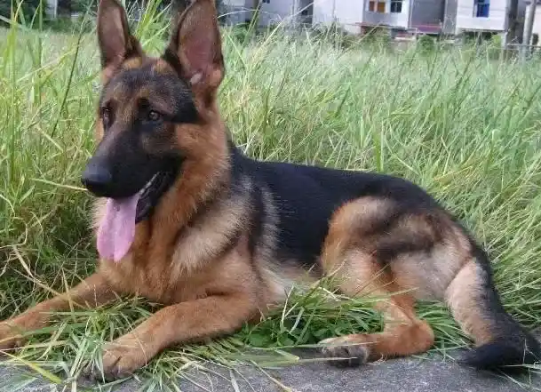 德国牧羊犬|为什么德国牧羊犬喜欢在臭臭的东西上打滚