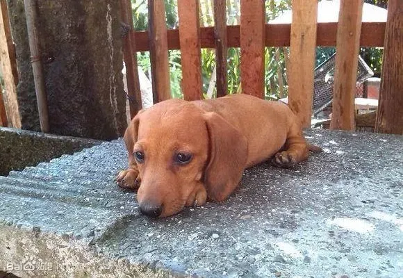 腊肠犬|怎样让腊肠犬具备叼东西的能力