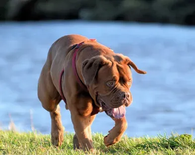 波尔多犬怎么养 是一种食肉性的犬种 | 波尔多犬