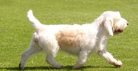 迷你贝吉格芬凡丁犬掉毛程度   养护得当不太掉毛 | 贝吉格芬凡丁犬