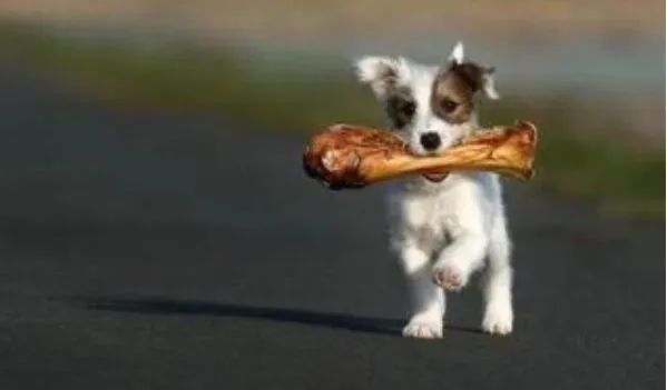 美国斗牛犬|小小骨头大学问 美国斗牛犬啃骨头的好处