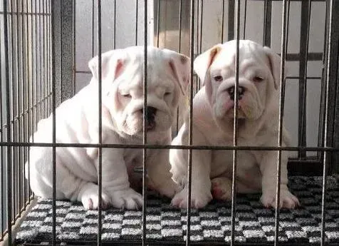 英国斗牛犬|斗牛犬误食了四粒止痛药怎么办