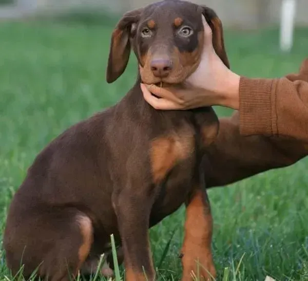 杜宾犬|杜宾犬全身奇痒难耐，请教高手指点