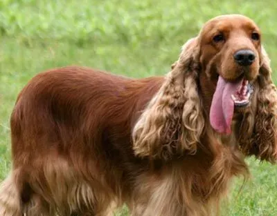 可卡犬的喂养 肉类的供应要比其他犬种多 | 可卡
