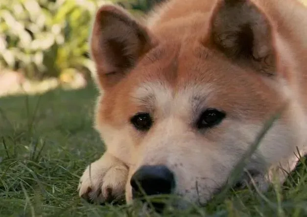 秋田犬|健康说明书 秋田犬患上皮肤病有哪些症状