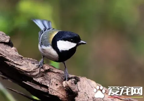 大山雀繁殖 大山雀的繁殖方法以及繁殖特点 | 大山雀