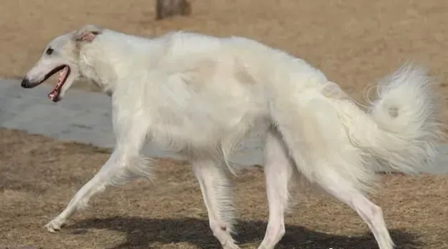 苏俄猎狼犬怎么看纯种 如何判断狗狗是不是纯种 | 苏俄猎狼犬