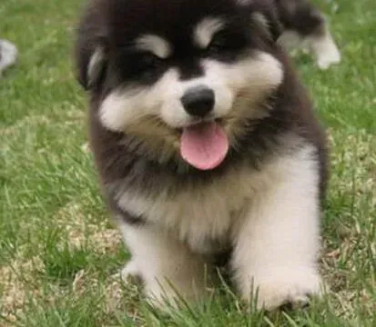阿拉斯加犬|阿拉斯加雪橇犬最容易患上那类疾病
