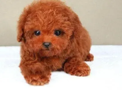泰迪犬|健康泰迪犬的鼻子为什么会干裂