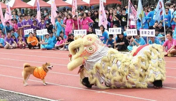 校犬误校庆入舞狮表演 一场即兴表演逗笑同学们 | 狗