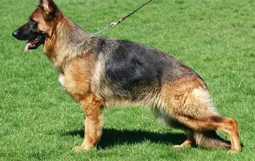 德国牧羊犬|看现象抓本质 影响德国牧羊犬食欲的原因有哪些