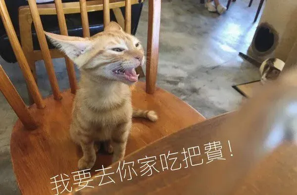 超萌小橘猫跳上椅子想讨吃 超萌表情被做养我图 | 猫