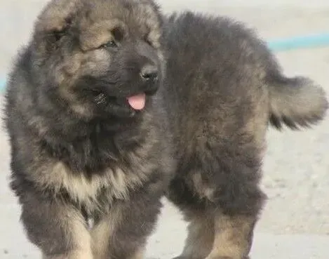 高加索犬|凡士林之类的可不可以给高加索犬护脚垫吗