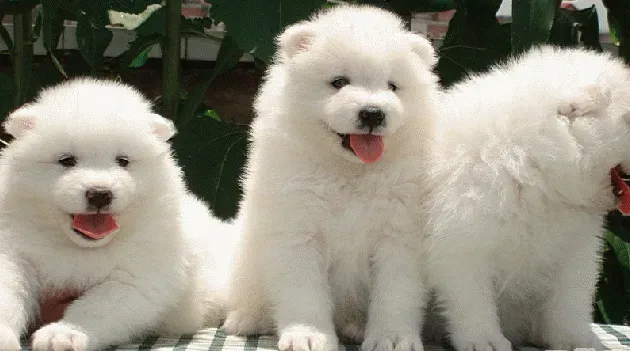 银狐犬|我家银狐犬便便带血是怎么了