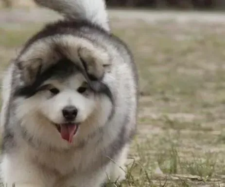 阿拉斯加犬|阿拉斯加雪橇犬注射疫苗期间要注意什么