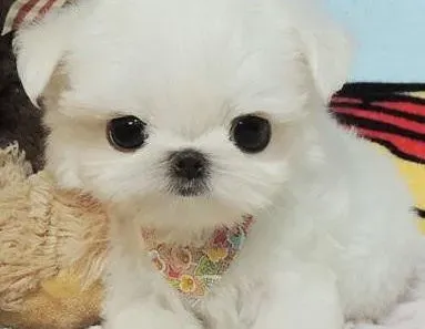 马尔济斯|马尔济斯犬护理方法