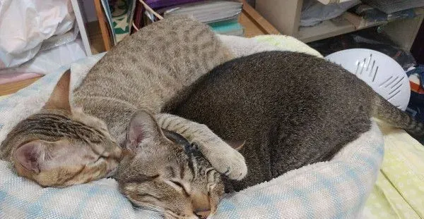以前的三条街的街猫老大 现在被弟弟霸凌热情舔毛 | 