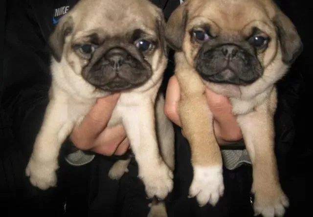 巴哥犬|自行给巴哥犬注射疫苗的步骤是什么